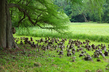 Image showing Bald cypress