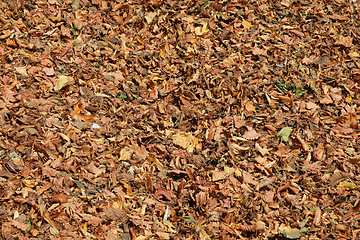 Image showing Autumn foliage