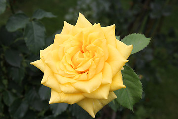 Image showing Rose variety - Diana