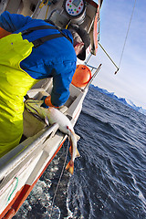 Image showing Norwegian jig fisherman with bite