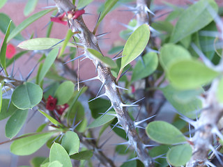 Image showing Thorns