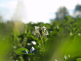 Image showing Potato flower