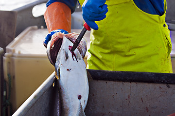 Image showing Gutting the fish