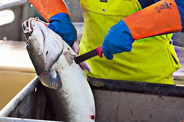 Image showing Gutting the fish