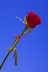 Image showing Red rose