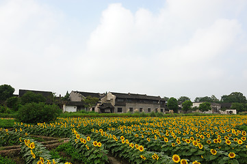 Image showing Sunflower field
