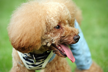 Image showing Portrait of a brown poodle dog standing