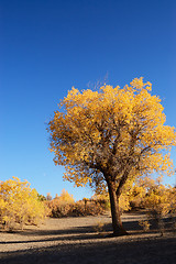 Image showing Yellow leaves tree