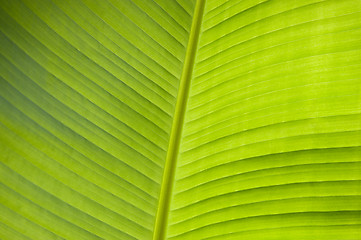Image showing Banana leaf