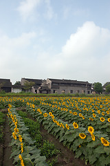 Image showing China village near the sunflower field