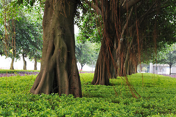 Image showing Trees on urban street