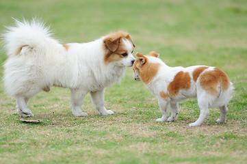 Image showing Two dogs playing