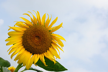 Image showing Sunflower under blue sky