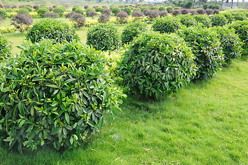 Image showing Green tea trees