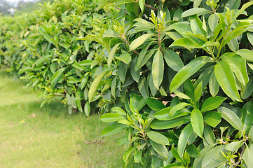 Image showing Green tea trees