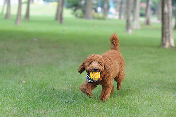 Image showing Brown poodle dog running