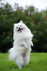 Image showing White pomeranian dog