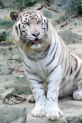 Image showing White tiger