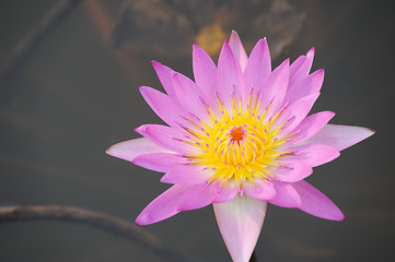 Image showing Closeup of Water lily flower