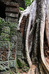 Image showing Ta Prohm temple, Angkor, Cambodia