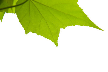 Image showing Maple leaf isolated on white