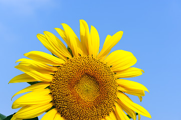 Image showing Sunflower under blue sky