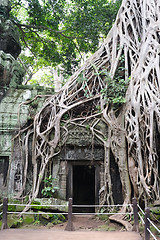 Image showing Cambodia - Angkor - Ta Prohm temple