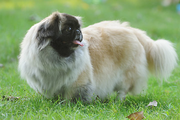 Image showing Pekingese Dog lying on the lawn