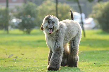 Image showing Afghan hound dog walking