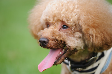 Image showing Poodle dog portrait