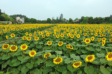 Image showing China village near the sunflower field