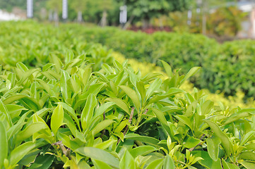 Image showing Green tea trees