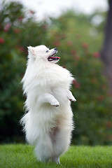 Image showing White pomeranian dog