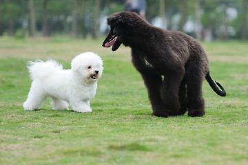 Image showing Two dogs playing