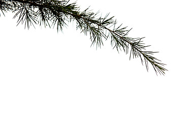 Image showing Pine branch on white background