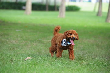 Image showing Poodle dog running