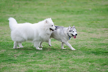 Image showing Two dogs