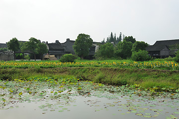 Image showing China village near the sunflower field