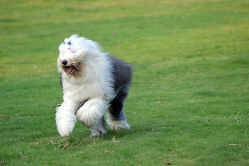 Image showing Old English sheepdog