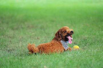 Image showing Poodle dog