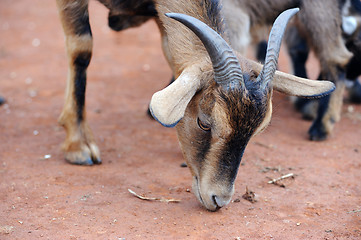 Image showing Goat eating