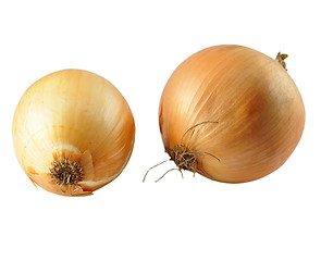 Image showing onion