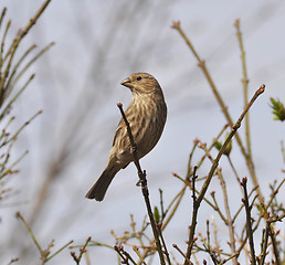 Image showing sparrow