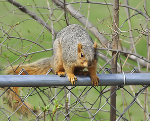 Image showing fox squirrel 