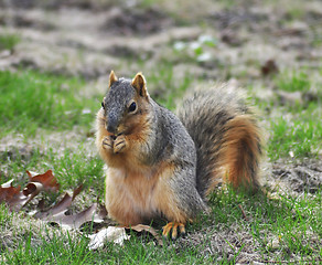 Image showing fox squirrel