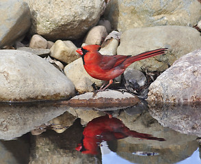 Image showing Northern Cardinal