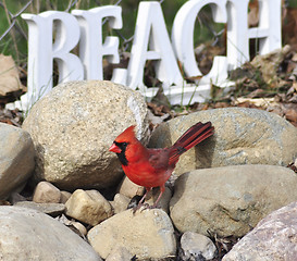 Image showing Northern Cardinal