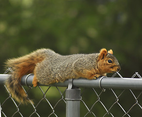 Image showing fox squirrel