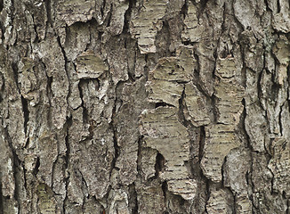 Image showing tree bark 