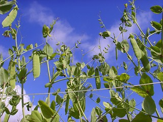 Image showing Peas